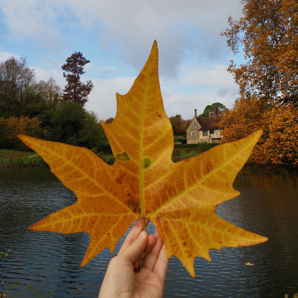 An autumn leaf in front of a lake with a tudor house in the background
