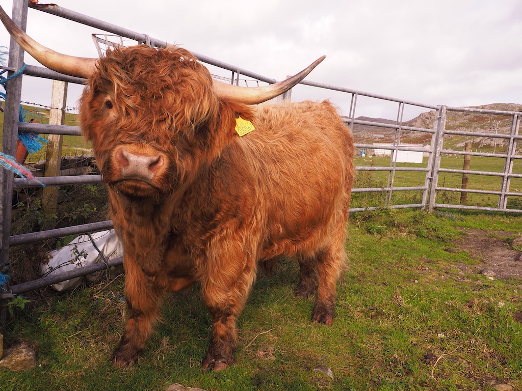 An orange highland cow in a pen, he is looking at the camera through the one eye not covered by fringe