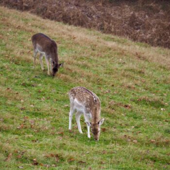 Two young deer munching some grass