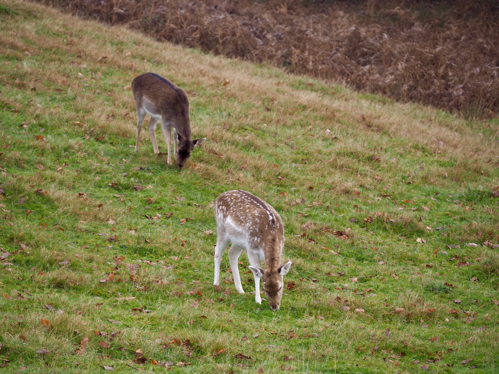 Two young deer munching some grass
