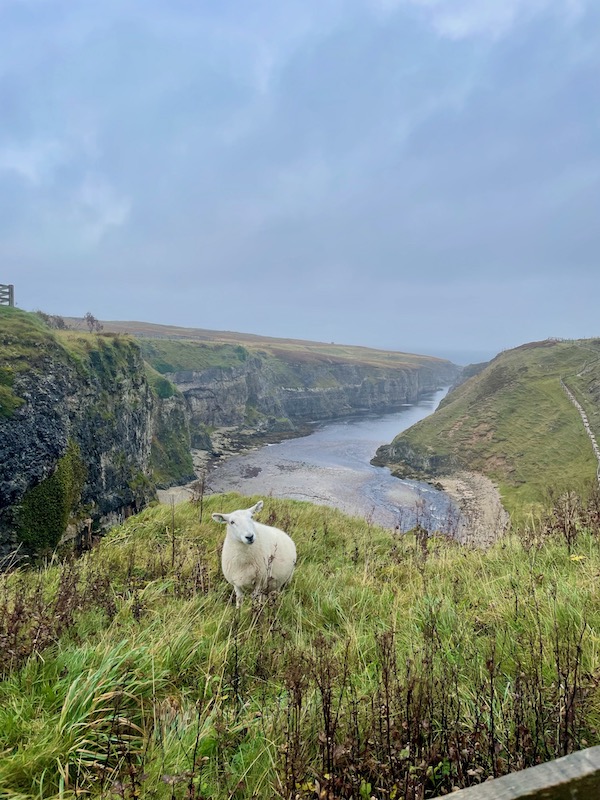 Sheep standing on a cliff with a view of a bay behind