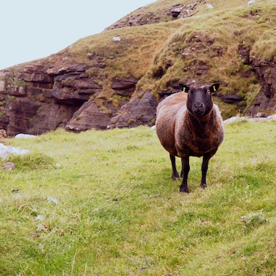 A brown sheep stands on grass. In the background is a steep hill.