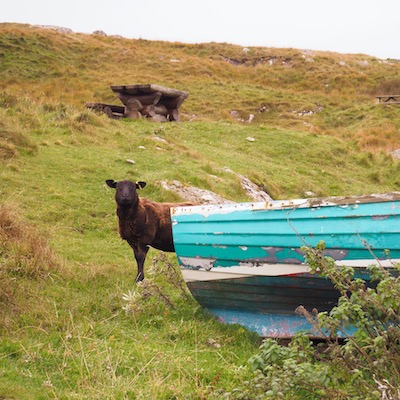A brown sheep stands on a grassy hill, half hidden by a wooden turquoise boat hull.
